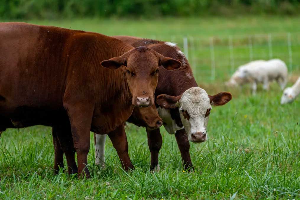 cnn hambuger cows